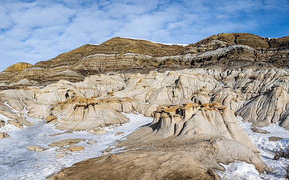 SnowyOwlsAlberta_20230208_0567-Pano-2