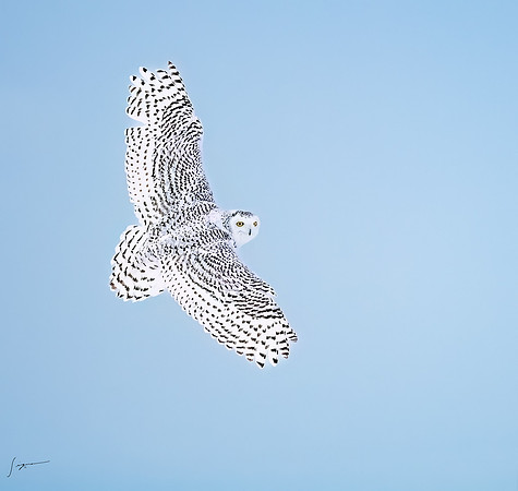 SnowyOlwsAlberta_20230209_1333-Edit