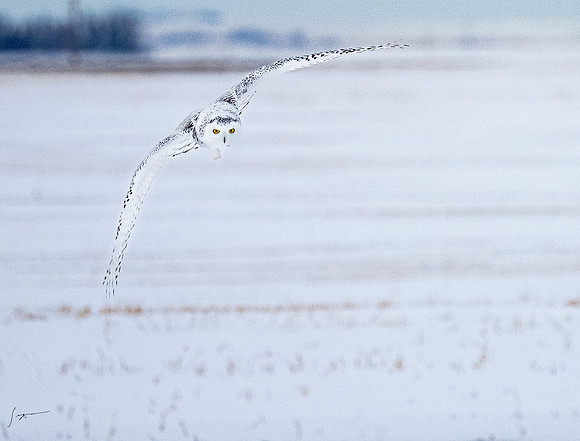 SnowyOlwsAlberta_20230209_1359