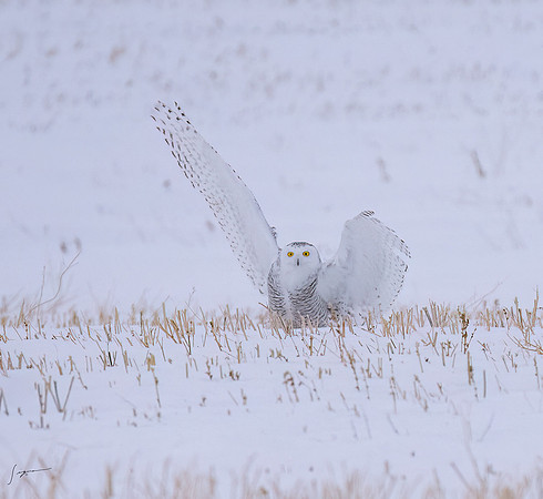 SnowyOlwsAlberta_20230209_1819-Edit