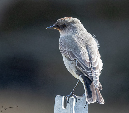 Dark-faced Ground-Tyrant FalklandIslandsWestPointIsland20200316_1163
