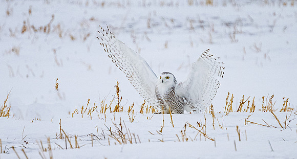 SnowyOlwsAlberta_20230209_1370