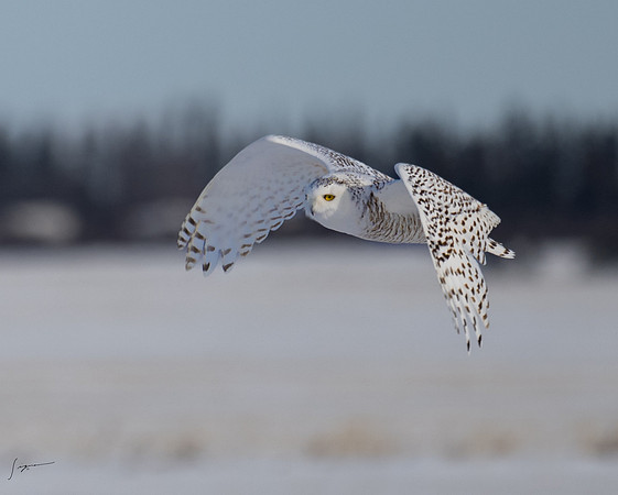 SnowyOwlsAlberta_20230207_0336