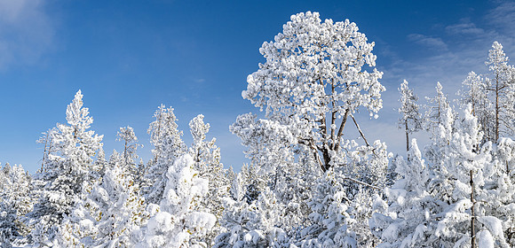 Yellowstone_20230117_1189