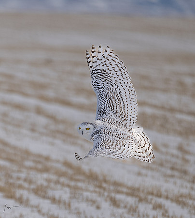 SnowyOwlsAlberta_20230207_0465