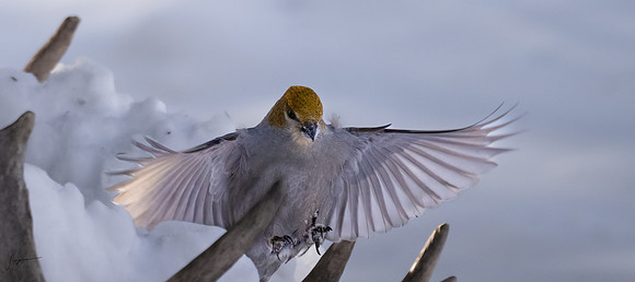 WisemanAK_20230307_1271-Edit