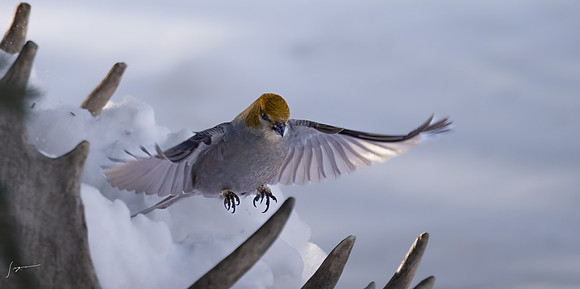 WisemanAK_20230307_1270-Edit
