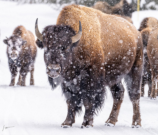 Yellowstone20230118_20230118_1171