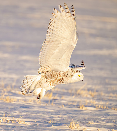 SnowyOwlsAlberta_20230208_0721-Edit