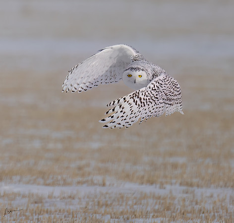 SnowyOwlsAlberta_20230207_0409-Edit