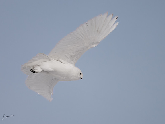 SnowyOwlsAlberta_20230207_1619-Edit