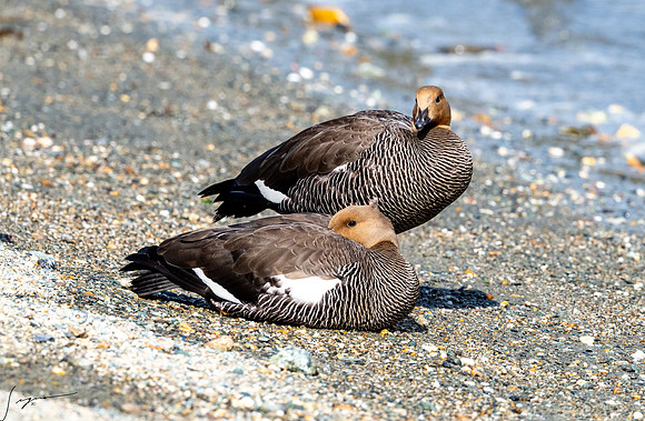 Upland Goose Female Tierra del Fuego National Park  Ushuaia20200302_0324