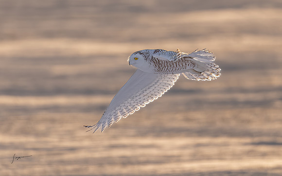 SnowyOwlsAlberta_20230208_0051