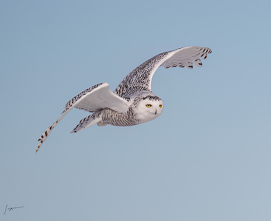 SnowyOwlsAlberta_20230207_0969-Edit