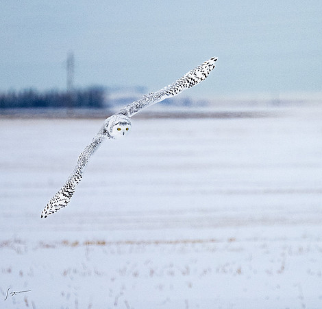 SnowyOlwsAlberta_20230209_1358