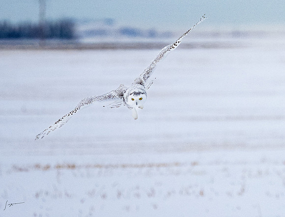 SnowyOlwsAlberta_20230209_1360