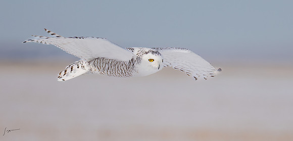 SnowyOwlsAlberta_20230207_0083-Edit