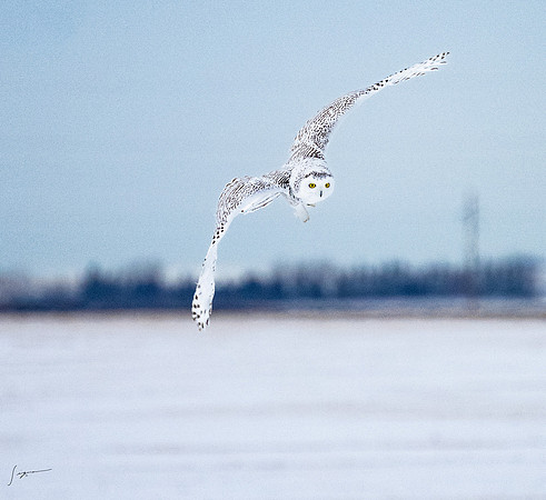 SnowyOlwsAlberta_20230209_1354