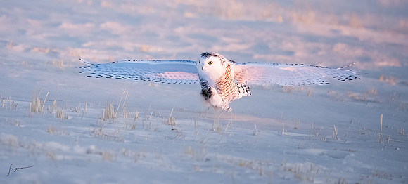 SnowyOwlsAlberta_20230208_1383-Edit_DxO