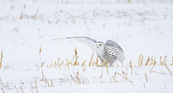 SnowyOlwsAlberta_20230209_1372