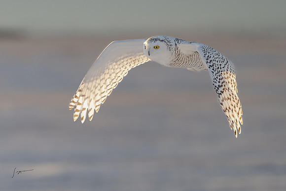 SnowyOwlsAlberta_20230207_2611-Edit