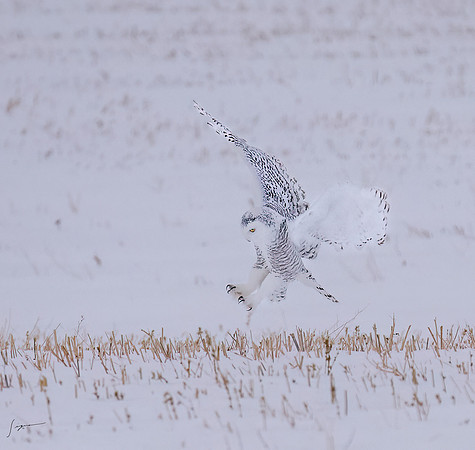 SnowyOlwsAlberta_20230209_1816-Edit