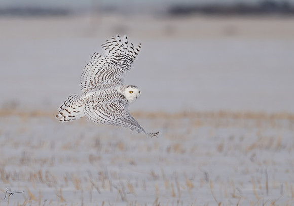 SnowyOwlsAlberta_20230207_0211-Edit