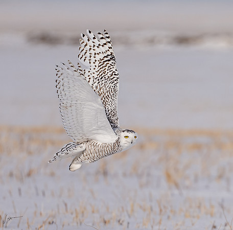SnowyOwlsAlberta_20230207_0932-Edit