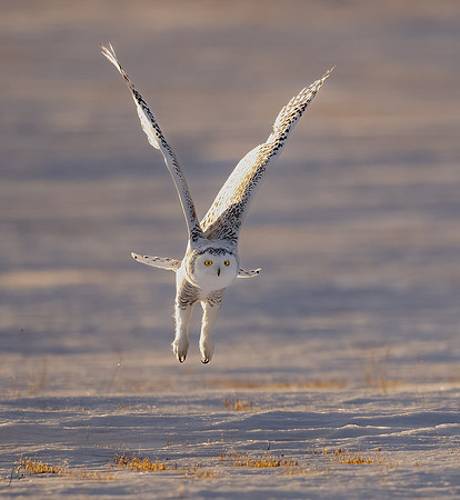SnowyOwlsAlberta_20230207_1802NX-Edit