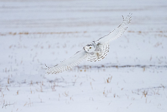 SnowyOlwsAlberta_20230209_1365
