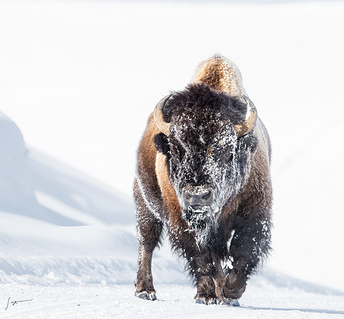 Yellowstone20230118_20230118_0343-Edit