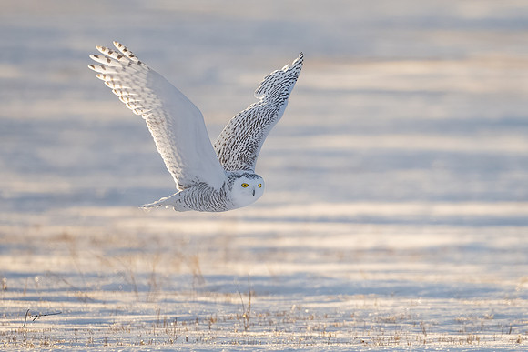 SnowyOwlsAlberta_20230207_2325-Edit