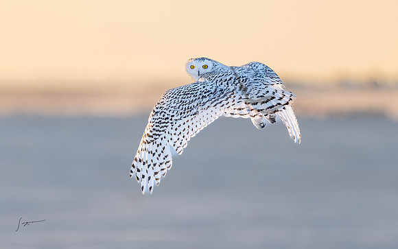 SnowyOwlsAlberta_20230208_0006-Edit