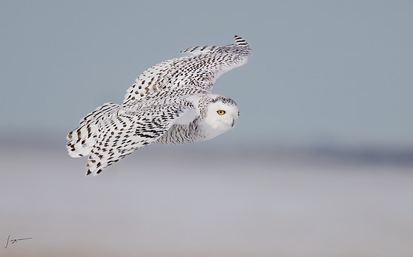 SnowyOwlsAlberta_20230207_0092-Edit