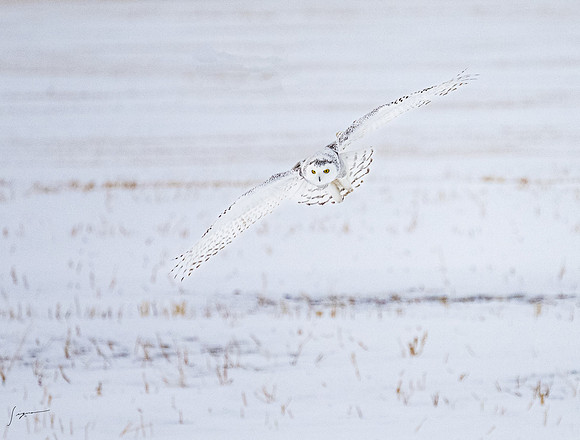 SnowyOlwsAlberta_20230209_1363