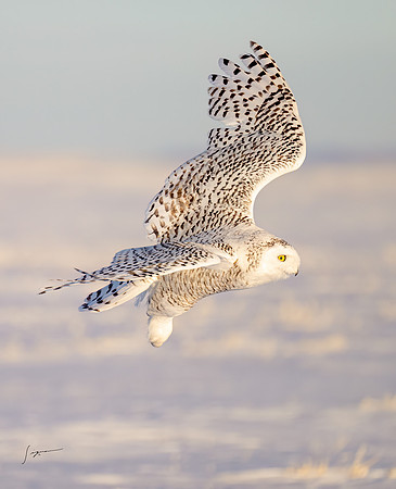 SnowyOwlsAlberta_20230208_0715-Edit