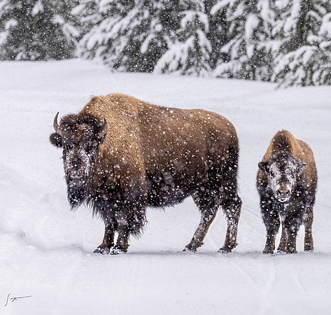 Yellowstone20230118_20230118_1146