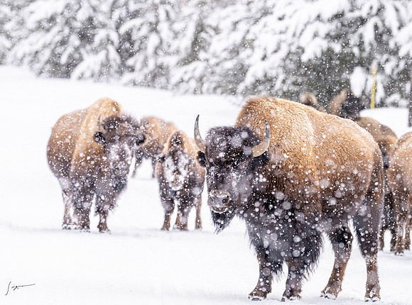 Yellowstone20230118_20230118_1235
