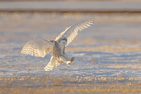 SnowyOwlsAlberta_20230207_2430-Edit-2