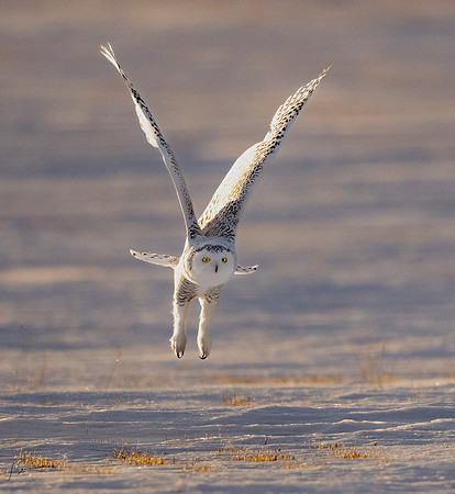 SnowyOwlsAlberta_20230207_1802NX