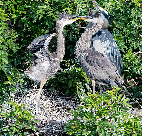 VeniceRookery20190401_0524