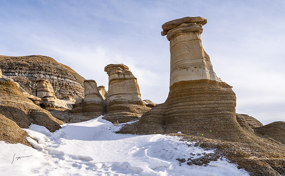 SnowyOwlsAlberta_20230208_0401