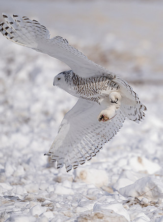 SnowyOwlsAlberta_20230207_1147