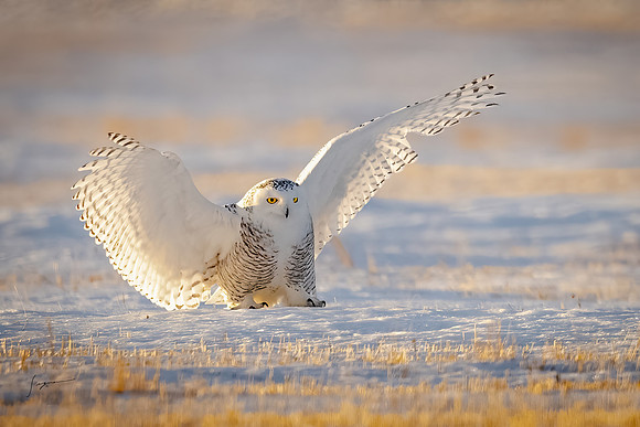 SnowyOwlsAlberta_20230207_2433-Edit-Edit