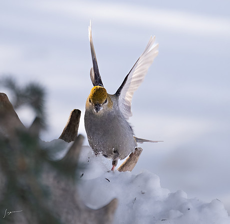 WisemanAK_20230307_1259-Edit