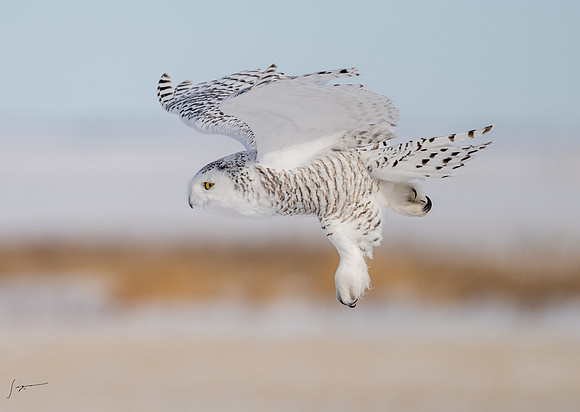 SnowyOwlsAlberta_20230207_0818