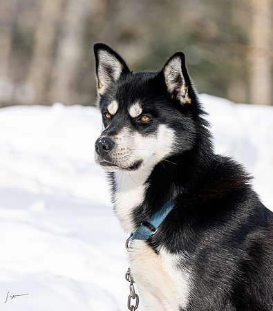 WisemanAK_20230307_0315