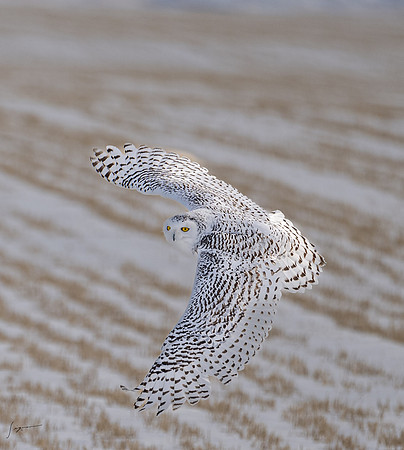 SnowyOwlsAlberta_20230207_0470