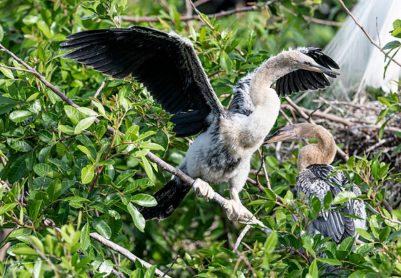 VeniceRookery20190401_1033