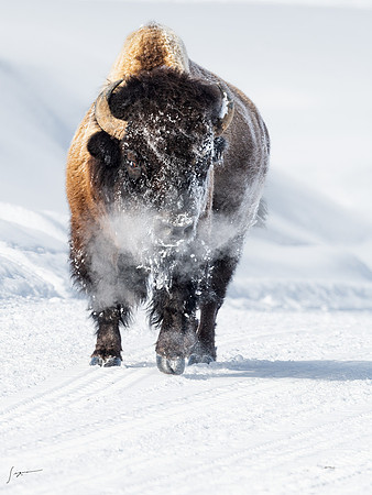 Yellowstone20230118_20230118_0408-Edit